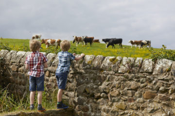 Looking at the cows