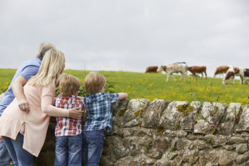 Looking at the cows